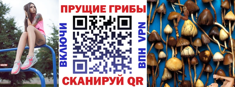 Купить закладки  Горбатов  Галлюциногенные грибы Psilocybine cubensis 